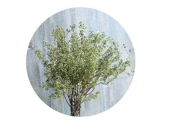 Dried Seek, Dried Flowers, Botanical Home Decor, Seed Stalks. Natural Greenery-ArtWorkCrafts.com