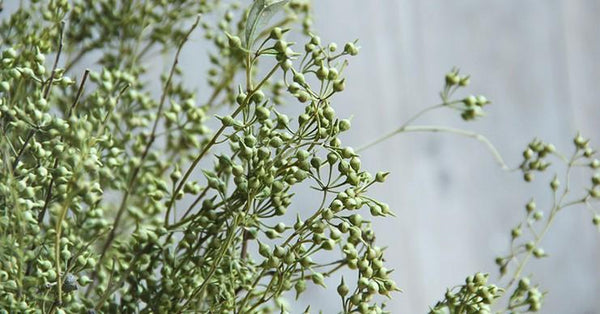 Dried Seek, Dried Flowers, Botanical Home Decor, Seed Stalks. Natural Greenery-ArtWorkCrafts.com