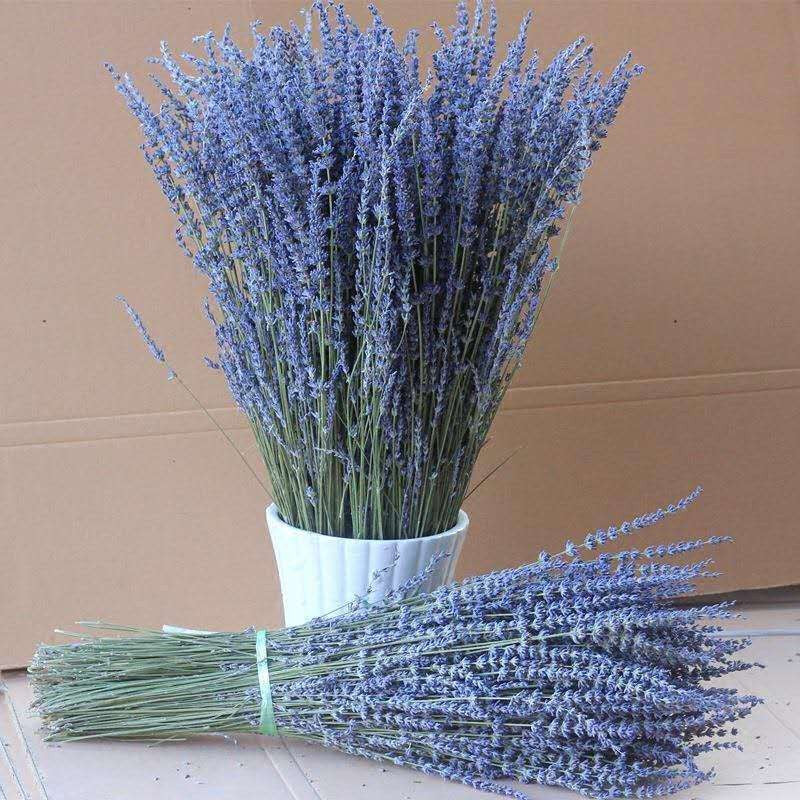 Dried Lavender Flower Bouquet, Natural Preserved Lavender Stems, Fragrant Home Decor Gift