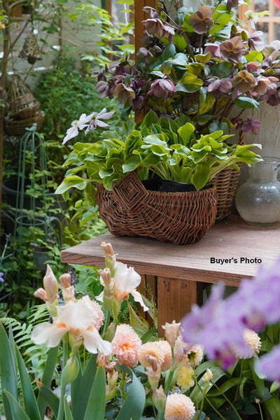 Large Picnic Food Basket with Handle, Natural Hand-woven Wicker Storage Basket, Natural Fruit Baskets, Kitchen Storage Baskets, Willow Weaving Baskets with Handle-ArtWorkCrafts.com